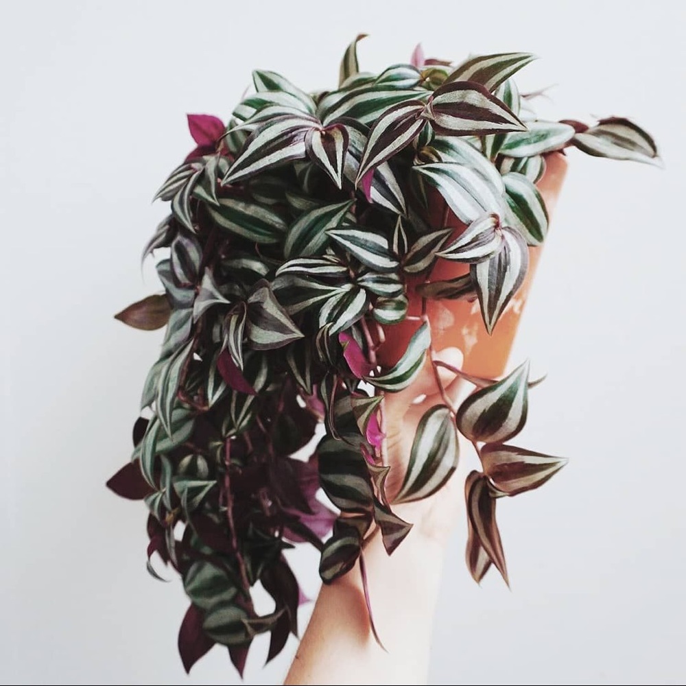 Tradescantia Zebrina Cuttings